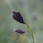 Carex atrata Flower