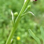 Fumaria gaillardotii Fruit