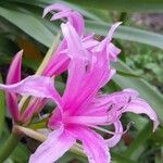 Crinum × powellii Flower