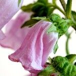 Campanula medium Flor