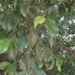 Ficus benjamina برگ