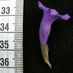 Strobilanthes tomentosa Kita