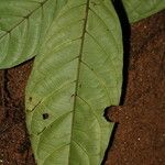 Aulacocalyx caudata Leaf