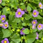 Exacum affine Flor