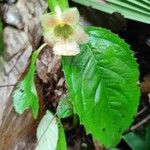 Drymonia serrulata Feuille