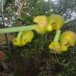 Catasetum maculatum Λουλούδι