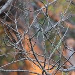 Tapinanthus dependens Corteza
