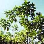 Alstonia costata Hábito