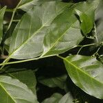 Myriopus maculatus Leaf