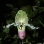 Paphiopedilum glanduliferum Flower