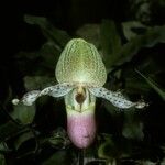 Paphiopedilum