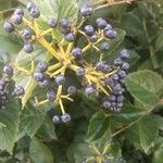 Viburnum dentatum Fruit