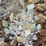 Eriogonum ovalifolium Blad