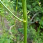 Physospermum cornubiense Bark