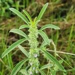 Meiosperma bracteatum Φύλλο