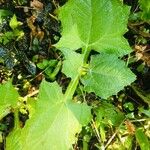 Smallanthus sonchifoliusLeaf