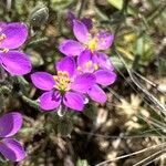 Spergularia purpurea Blüte