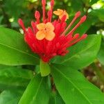 Ixora javanica Cvet