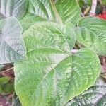 Clerodendrum speciosissimum Leaf