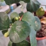 Ficus deltoidea Folha