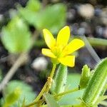 Oxalis stricta Çiçek