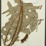 Phlebodium decumanum Leaf