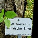 Betula davurica Other