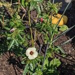 Hibiscus trionum Habit