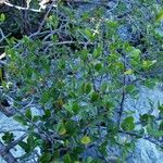 Bursera schlechtendalii Hábito