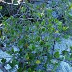 Bursera schlechtendalii Habit