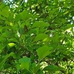 Alnus glutinosa Flower