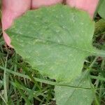 Emilia fosbergii Leaf