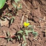 Portulaca quadrifida Leaf