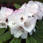 Rhododendron pachytrichum Λουλούδι