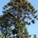 Araucaria bidwillii Habitus