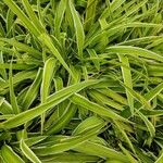Chlorophytum comosum Leaf