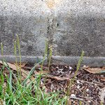 Plantago crassifolia Flor