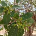 Cordia sinensis Fruto