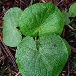 Piper umbellatum Leaf