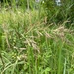 Calamagrostis canescens Λουλούδι