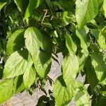 Celtis occidentalis Лист