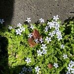 Lobelia pedunculata Flower