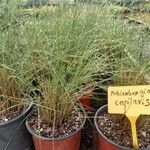 Muhlenbergia capillaris পাতা