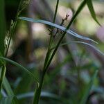 Scleria gaertneri Máis