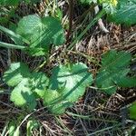 Sanicula crassicaulis Plante entière