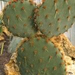 Opuntia aciculata List