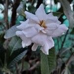 Gardenia jasminoides Кветка