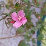 Centradenia inaequilateralis Flower