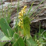 Botrychium lunaria Habit