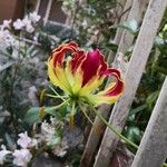 Gloriosa superbaFlower